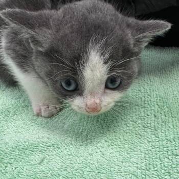 Vaughan -  Domestic Short Hair Cat for Adoption in West Olive, Michigan - Vaughan | PetCurious