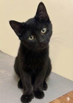 Sharpie -  Domestic Short Hair Cat for Adoption in Newtown Square, Pennsylvania - Sharpie | PetCurious