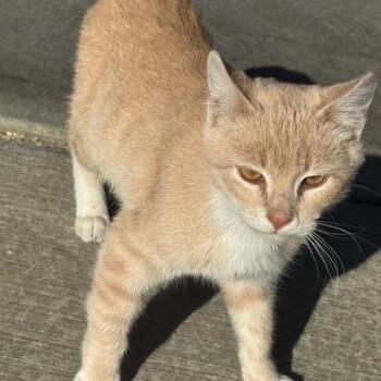 Rescue American Shorthair Cats for Adoption in Rochester, Minnesota - Zingiberi - Found | PetCurious