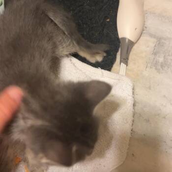 Atlas -  Domestic Short Hair Cat for Adoption in League City, Texas - Atlas | PetCurious