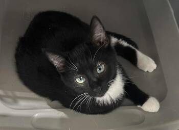Rescue Domestic Short Hair Cats for Adoption in Westfield, Massachusetts - Tommy | PetCurious