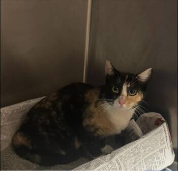 Domestic Short Hair Cats Available for Adoption - Chloe | PetCurious