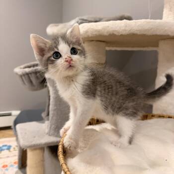 Finn -  Domestic Short Hair Cat for Adoption in Thornwood, New York - Finn | PetCurious