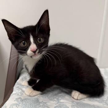 Savannah -  Domestic Short Hair Cat for Adoption in West Palm Beach, Florida - Savannah | PetCurious
