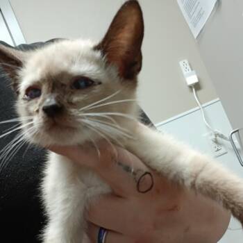 Sweet -  Snowshoe Cat for Adoption in Blue Ridge, Georgia - Sweet | PetCurious