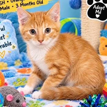 Chuckles -  Domestic Short Hair Cat for Adoption in Antioch, California - Chuckles | PetCurious