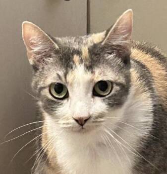 Calico Cats Available for Adoption - Cookie And Macaroon (MUST Be Adopted Together) | PetCurious