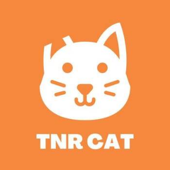 61378942 -  Domestic Short Hair Cat for Adoption in El Paso, Texas - 61378942 | PetCurious