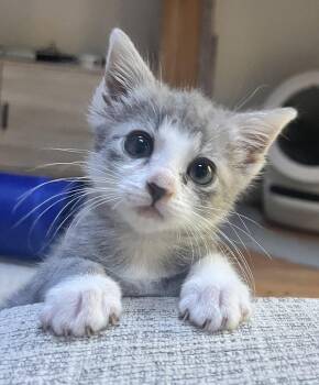 Bella Boo -  Domestic Short Hair Cat for Adoption in San Jose, California - Bella Boo | PetCurious