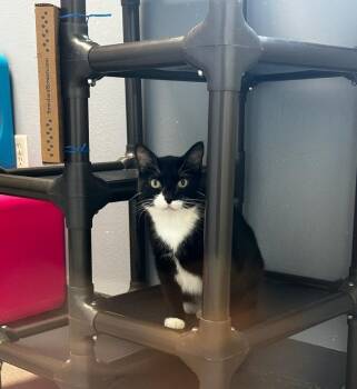 Peep -  Domestic Short Hair Cat for Adoption in Boone, Iowa - Peep | PetCurious