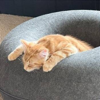 Thumper -  Domestic Medium Hair Cat for Adoption in Pleasant Hill, California - Thumper | PetCurious