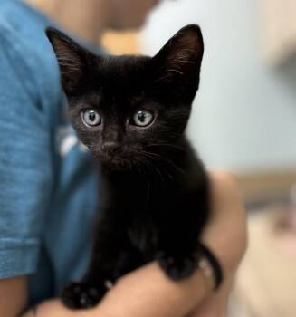 Ariel -  Domestic Short Hair Cat for Adoption in Sioux City, Iowa - Ariel | PetCurious