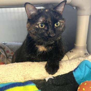 Blackie -  Domestic Short Hair Cat for Adoption in Albert Lea, Minnesota - Blackie | PetCurious