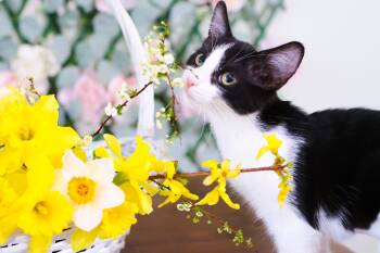 Domestic Short Hair Cats Available for Adoption in Andalusia, Pennsylvania - Tinsel  | PetCurious