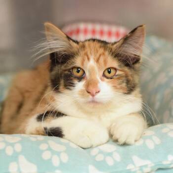 Cheesecake -  Domestic Medium Hair Cat for Adoption in Belleville, Illinois - Cheesecake | PetCurious