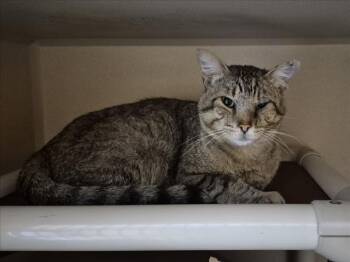 ACE -  Domestic Short Hair Cat for Adoption in Loveland, Colorado - ACE | PetCurious
