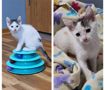 Domestic Short Hair Cats Available for Adoption in Minneapolis, Minnesota - Tessa-Pending Adoption / Samuel-Pending Adoption | PetCurious