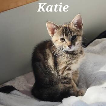 Katie -  Domestic Short Hair Cat for Adoption in Belleville, Illinois - Katie | PetCurious
