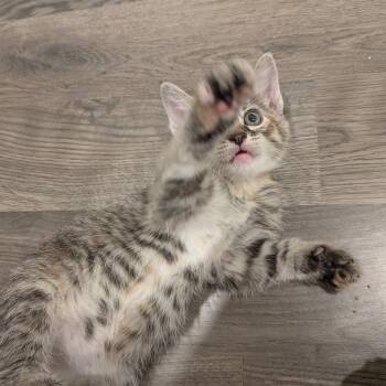 Wendigo C11869 -  Domestic Short Hair Cat for Adoption - Wendigo C11869 | PetCurious