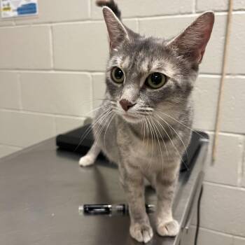 Julianne -  Domestic Short Hair Cat for Adoption in Bristol, Indiana - Julianne | PetCurious