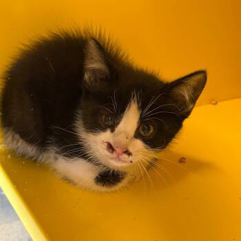 Stunt Double -  Domestic Short Hair Cat Available for Adoption in Abilene, Texas - Stunt Double | PetCurious