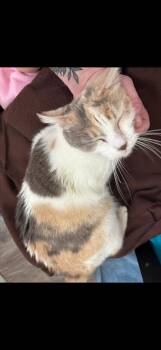 Calico Cats Available for Adoption in Vallejo, California - Snickerdoodle ( CW) | PetCurious