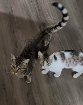 Phoebe and Joey -  Domestic Short Hair Cat for Adoption in Washington Township, New Jersey - Phoebe And Joey | PetCurious