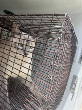A660663 -  Domestic Short Hair Cat for Adoption in Houston, Texas - A660663 | PetCurious