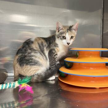 Liberty -  Domestic Short Hair and Dilute Calico Cat for Adoption in Montville, New Jersey - Liberty | PetCurious