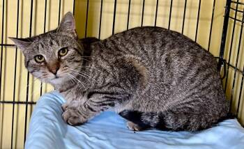 Domestic Short Hair Cats Available for Adoption - Zillion | PetCurious