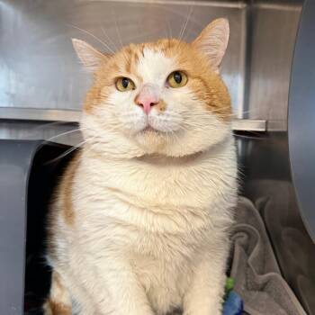 Heaven -  Domestic Short Hair Cat for Adoption in Chicago, Illinois - Heaven | PetCurious