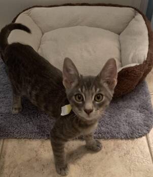 Diego -  Tabby Cat for Adoption in Gilbert, Arizona - Diego | PetCurious