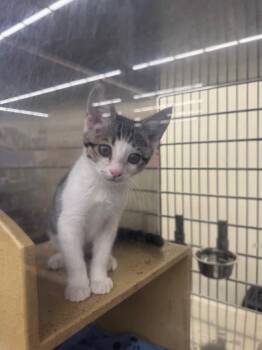 La Cienega -  Domestic Short Hair Cat for Adoption in Fort Lupton, Colorado - La Cienega | PetCurious