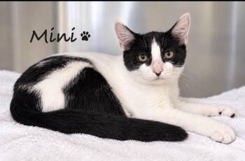 Mini -  Domestic Short Hair Cat for Adoption in Pawleys Island, South Carolina - Mini | PetCurious