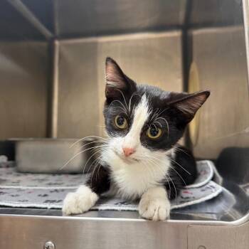 Spring -  Domestic Short Hair Cat for Adoption in Jacksboro, Tennessee - Spring | PetCurious