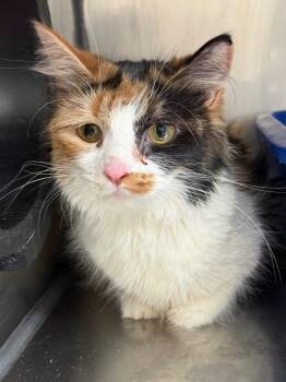 Domestic Medium Hair Cats Available for Adoption - Edie | PetCurious