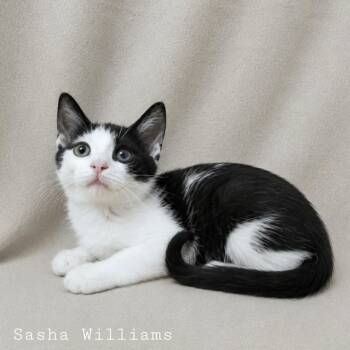 Tuxedo Cats Available for Adoption in Quincy, Ohio - Sasha | PetCurious