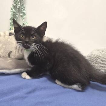 Graham -  Domestic Short Hair Cat for Adoption in Fort Wayne, Indiana - Graham | PetCurious