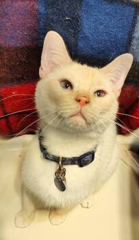 Siamese Cats Available for Adoption in Wheaton, Illinois - Toasted Marshmallow | PetCurious