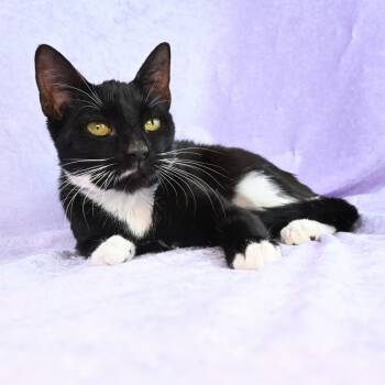 Rescue Domestic Short Hair Cats for Adoption in Mobile, Alabama - Ingrid | PetCurious