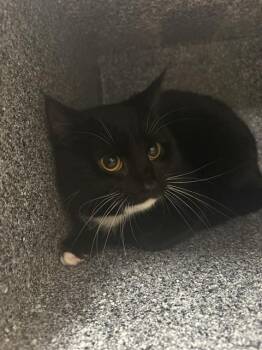 Domestic Short Hair Cats Available for Adoption in Indianapolis, Indiana - ROMANOS | PetCurious