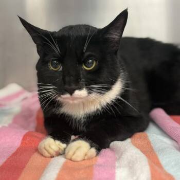 Domestic Short Hair Cats Available for Adoption in Martinsville, Virginia - Pawly Shore | PetCurious