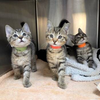 Malasada -  Domestic Short Hair Cat for Adoption in Woodinville, Washington - Malasada | PetCurious