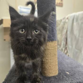 Alaska 26-178 -  Domestic Medium Hair Cat for Adoption in Tawas City, Michigan - Alaska 26-178 | PetCurious