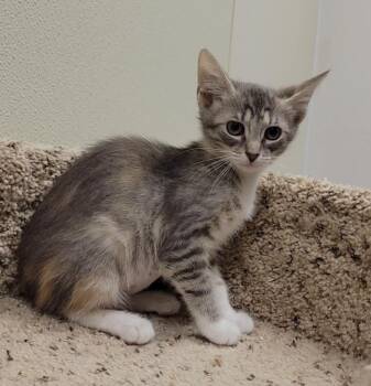 KUSAMA -  Domestic Short Hair Cat Available for Adoption in Sandusky, Ohio - KUSAMA | PetCurious