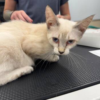 Snow -  Siamese and Domestic Short Hair Cat for Adoption in Lake Panasoffkee, Florida - Snow | PetCurious