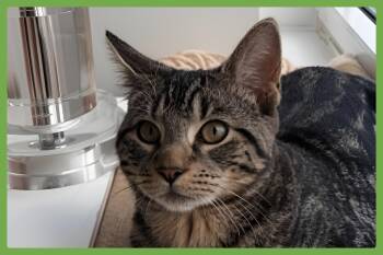 Timmy -  Domestic Short Hair Cat for Adoption in Amherst, Massachusetts - Timmy | PetCurious