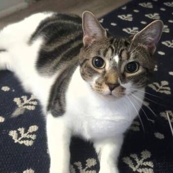 Bruno and Julie -  Domestic Short Hair Cat for Adoption in Hopkinton, Massachusetts - Bruno And Julie | PetCurious