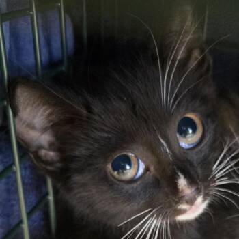 Freedom -  Domestic Short Hair Cat for Adoption in Newark, New Jersey - Freedom | PetCurious