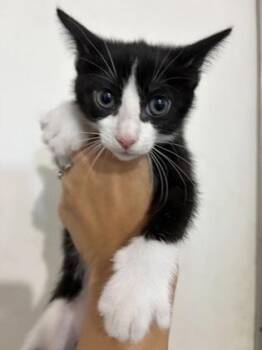 Kona -  Domestic Short Hair Cat for Adoption in Key West, Florida - Kona | PetCurious